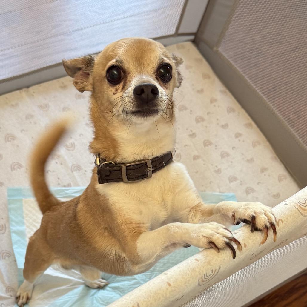 Poncho, a Adoptable Chihuahua in Mocksville, NC image 4/6