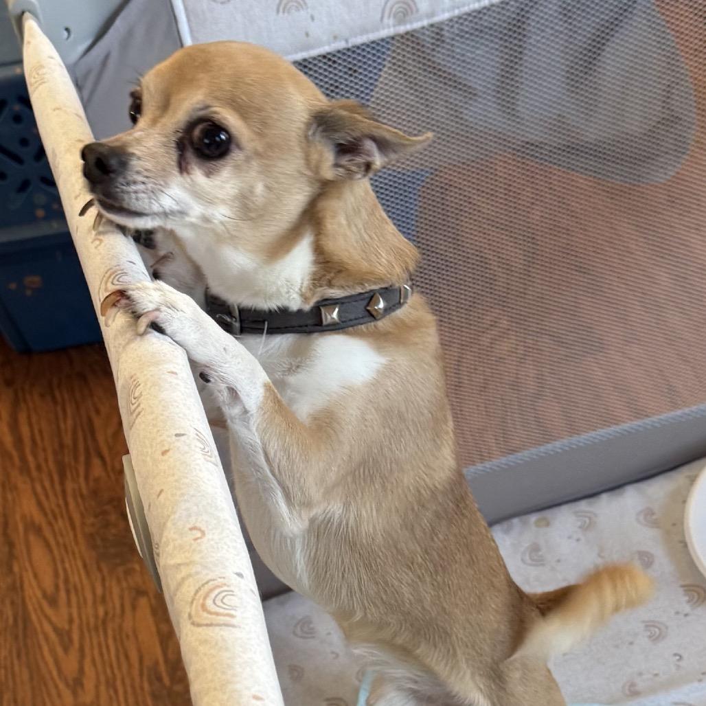 Poncho, a Adoptable Chihuahua in Mocksville, NC image 5/6