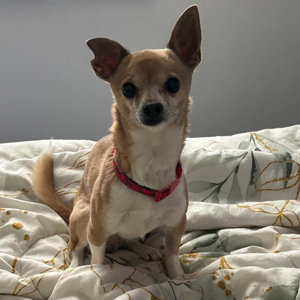 Poncho, a Adoptable Chihuahua in Mocksville, NC image 6/6