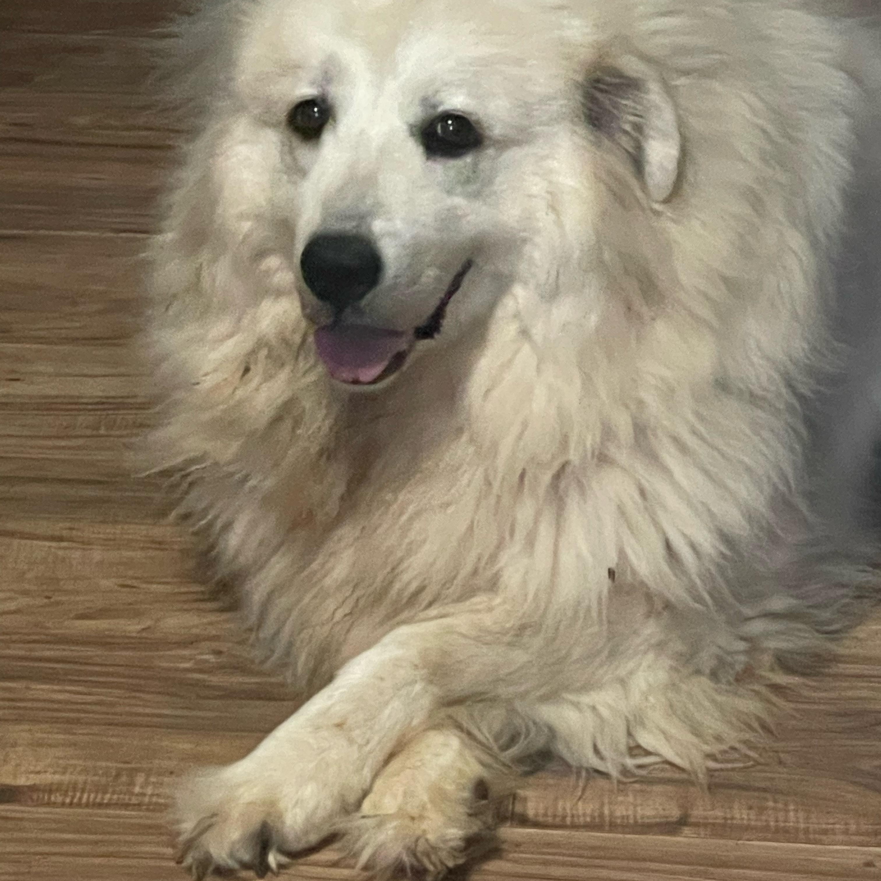 Ester, ADOPTABLE, Adult Female Great Pyrenees & Anatolian Shepherd.