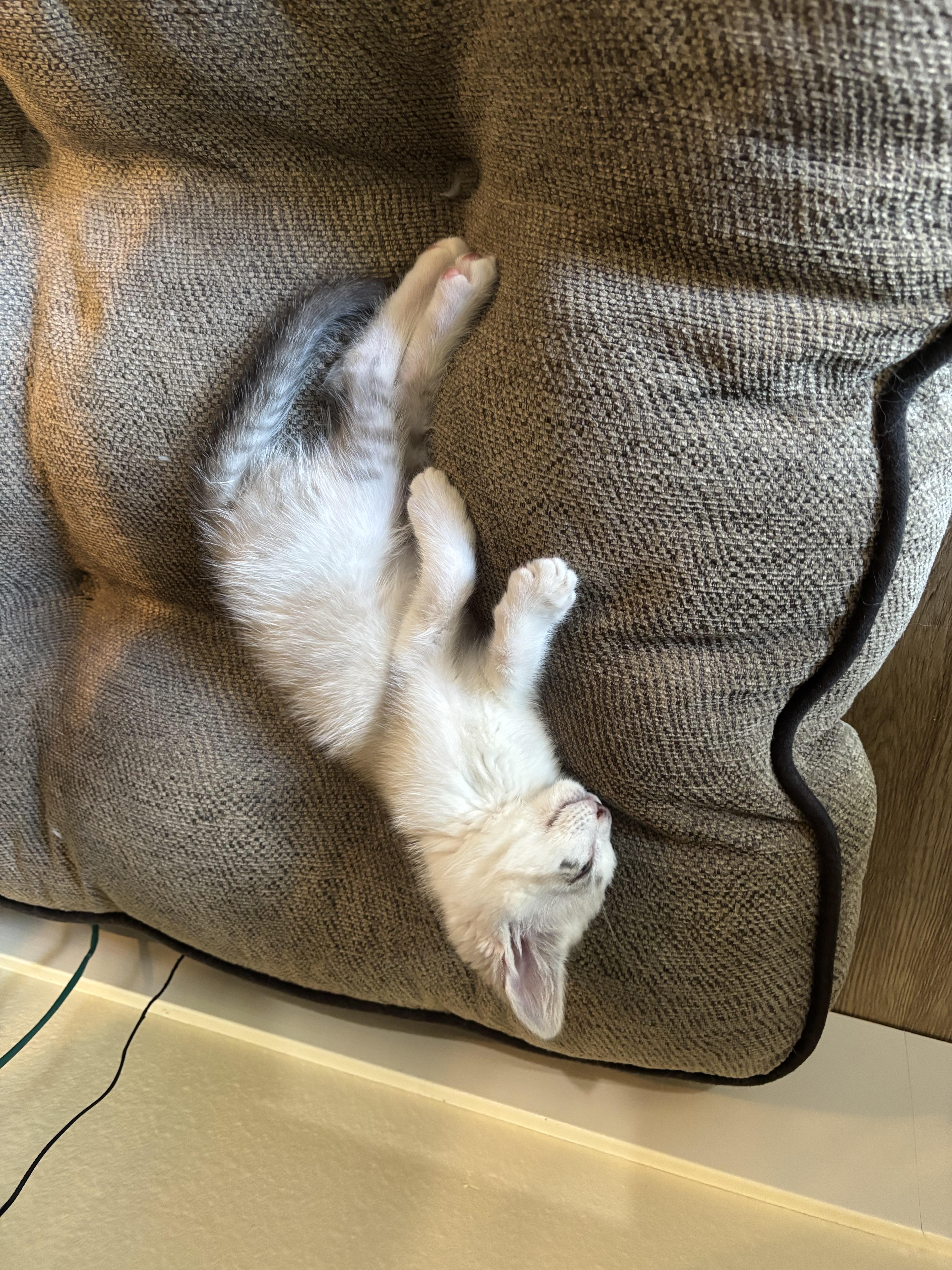 Pinto, a ADOPTABLE Domestic Medium Hair in Bonney Lake, WA image 2/5