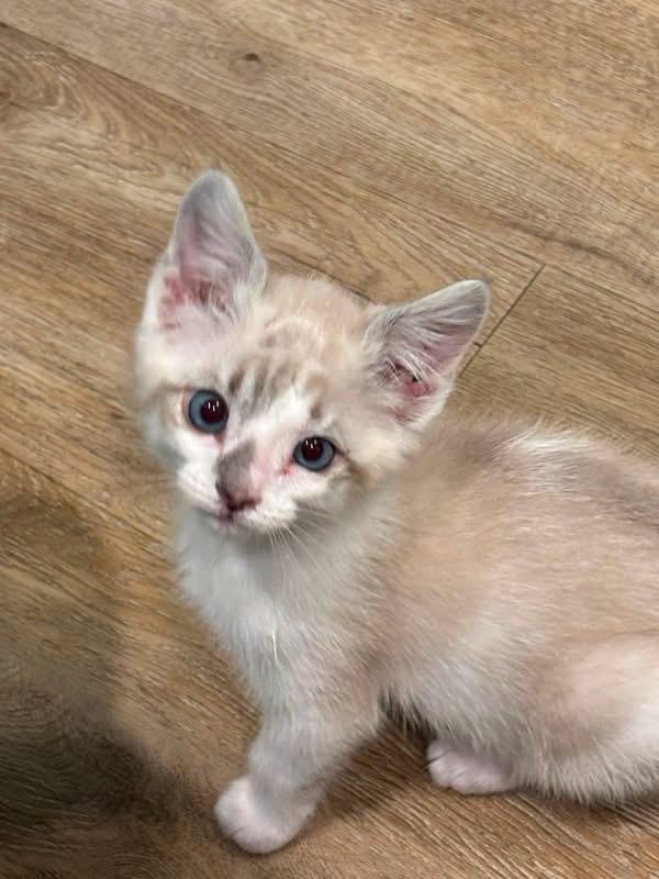 Pinto, a ADOPTABLE Domestic Medium Hair in Bonney Lake, WA image 1/5