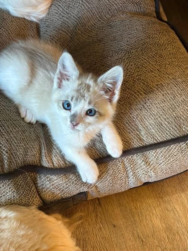 Pinto, a ADOPTABLE Domestic Medium Hair in Bonney Lake, WA image 3/5