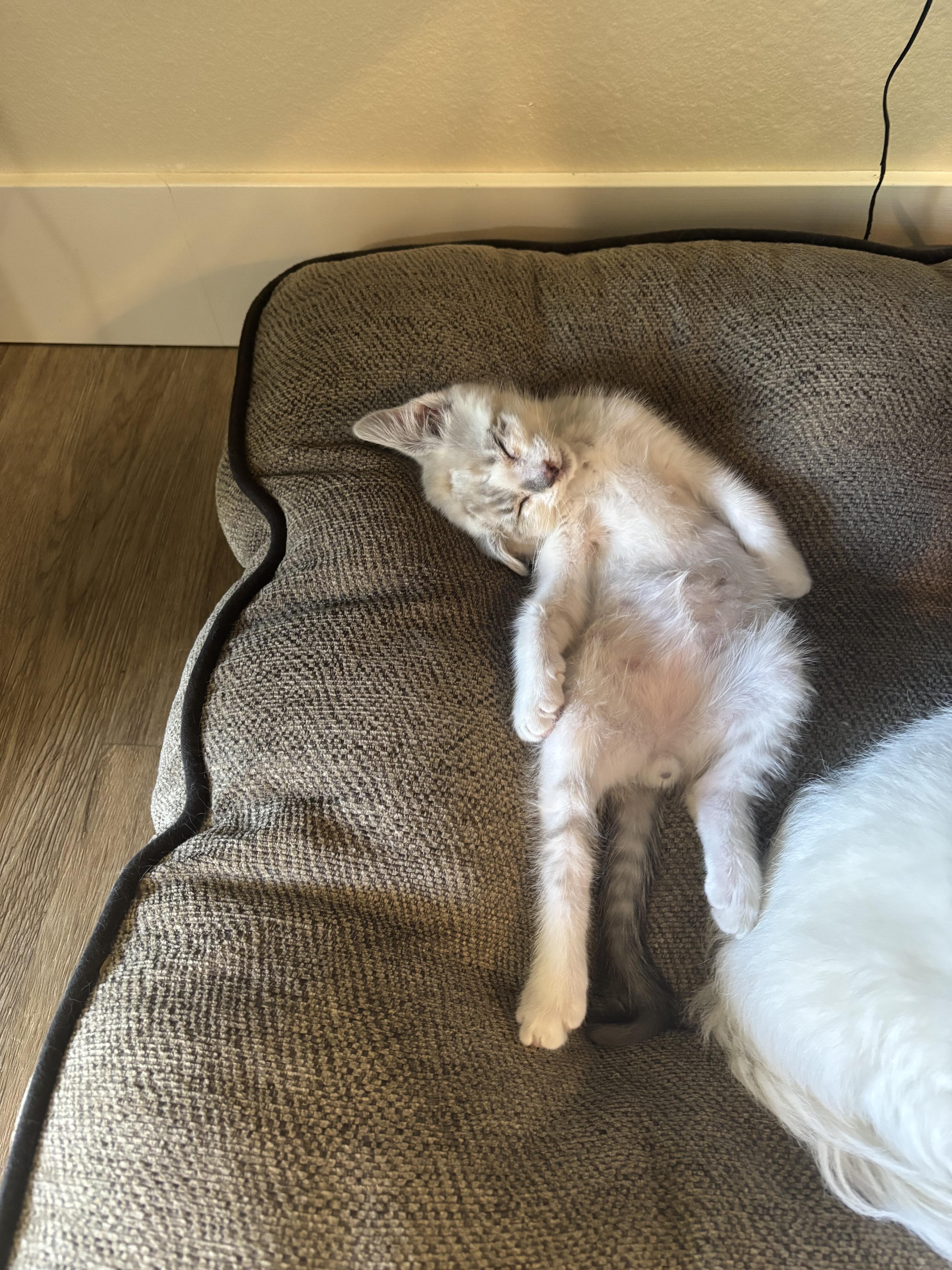 Pinto, a ADOPTABLE Domestic Medium Hair in Bonney Lake, WA image 4/5