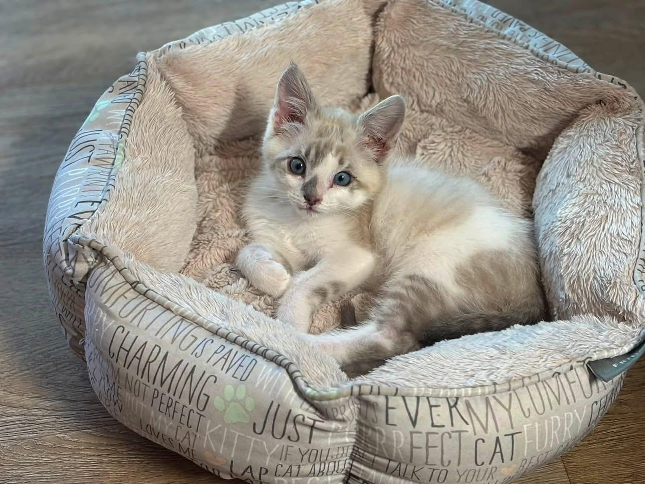 Pinto, a ADOPTABLE Domestic Medium Hair in Bonney Lake, WA image 5/5