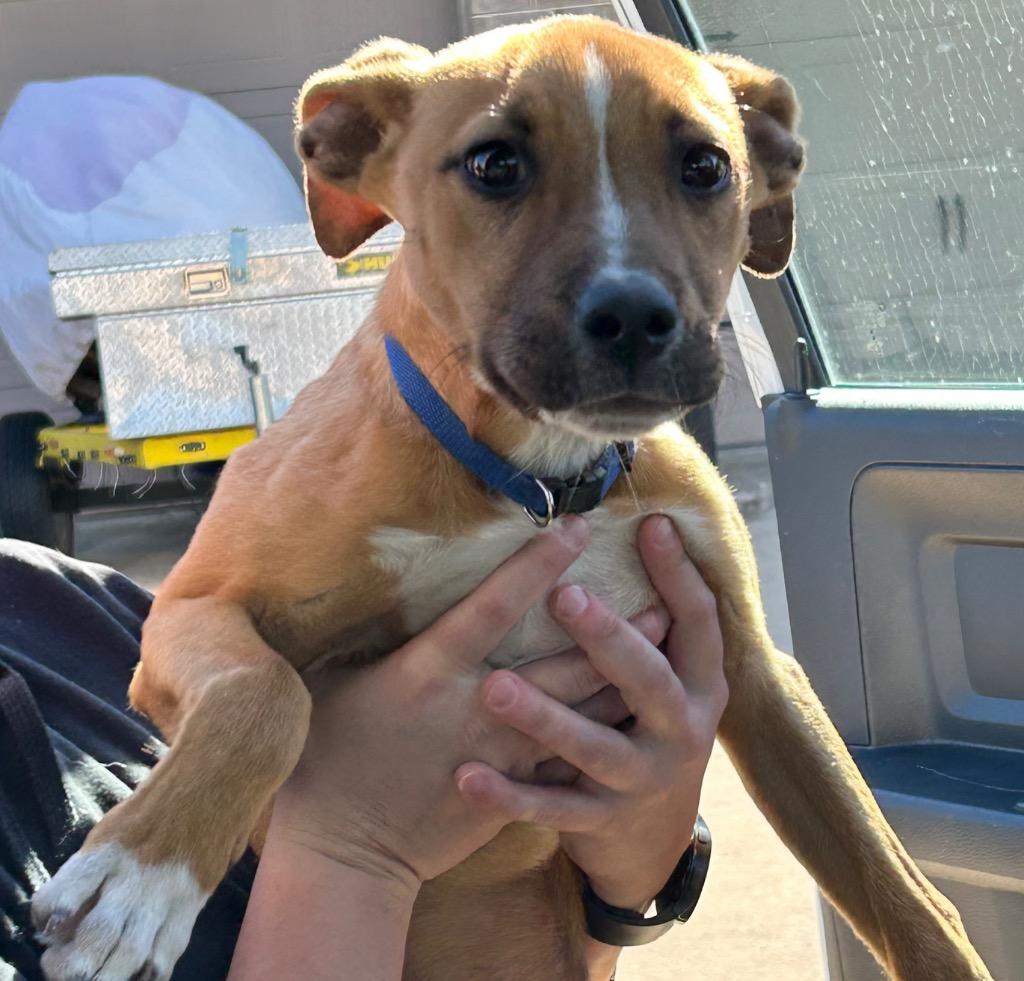 Timone, Adoptable, Puppy Male Pit Bull Terrier.