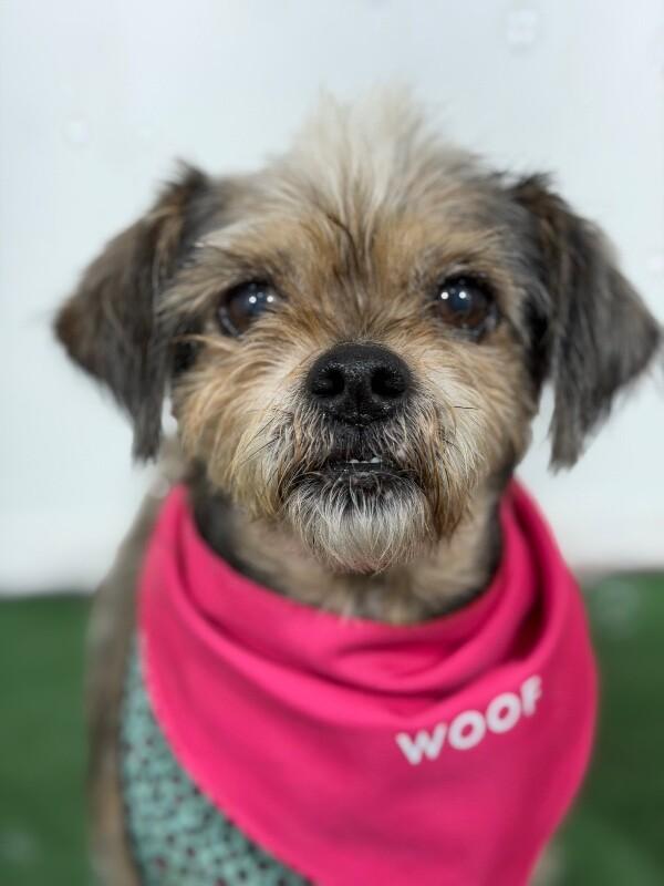 Enlarge Mufasa-One of our Amazing Rescue Dogs, an adopted mixed breed in Sunnyvale, CA image 1/1