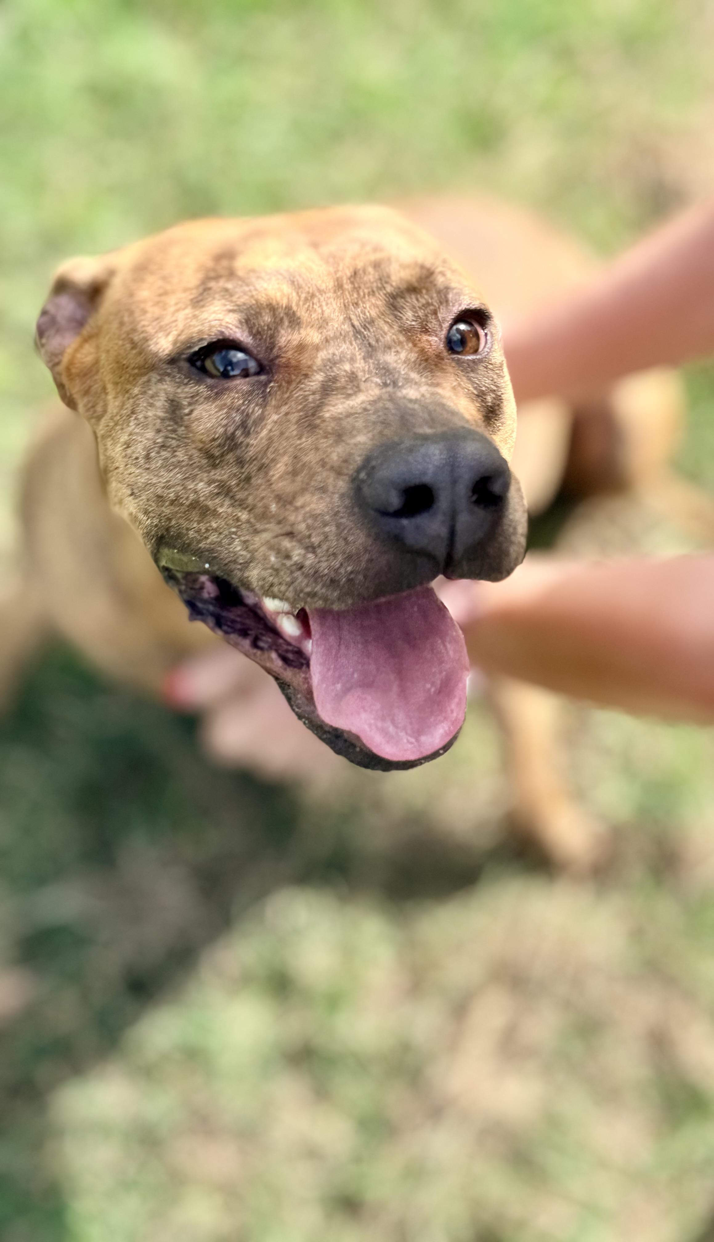 Enlarge Porkchop, a Adoptable mixed breed in Springhill, LA image 4/6