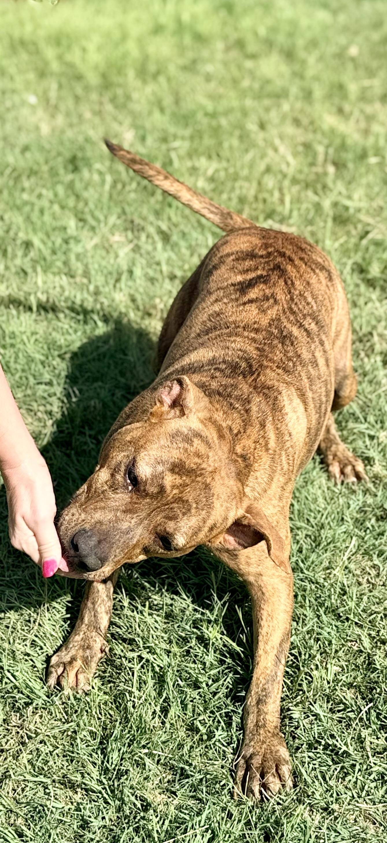 Enlarge Porkchop, a Adoptable mixed breed in Springhill, LA image 2/6