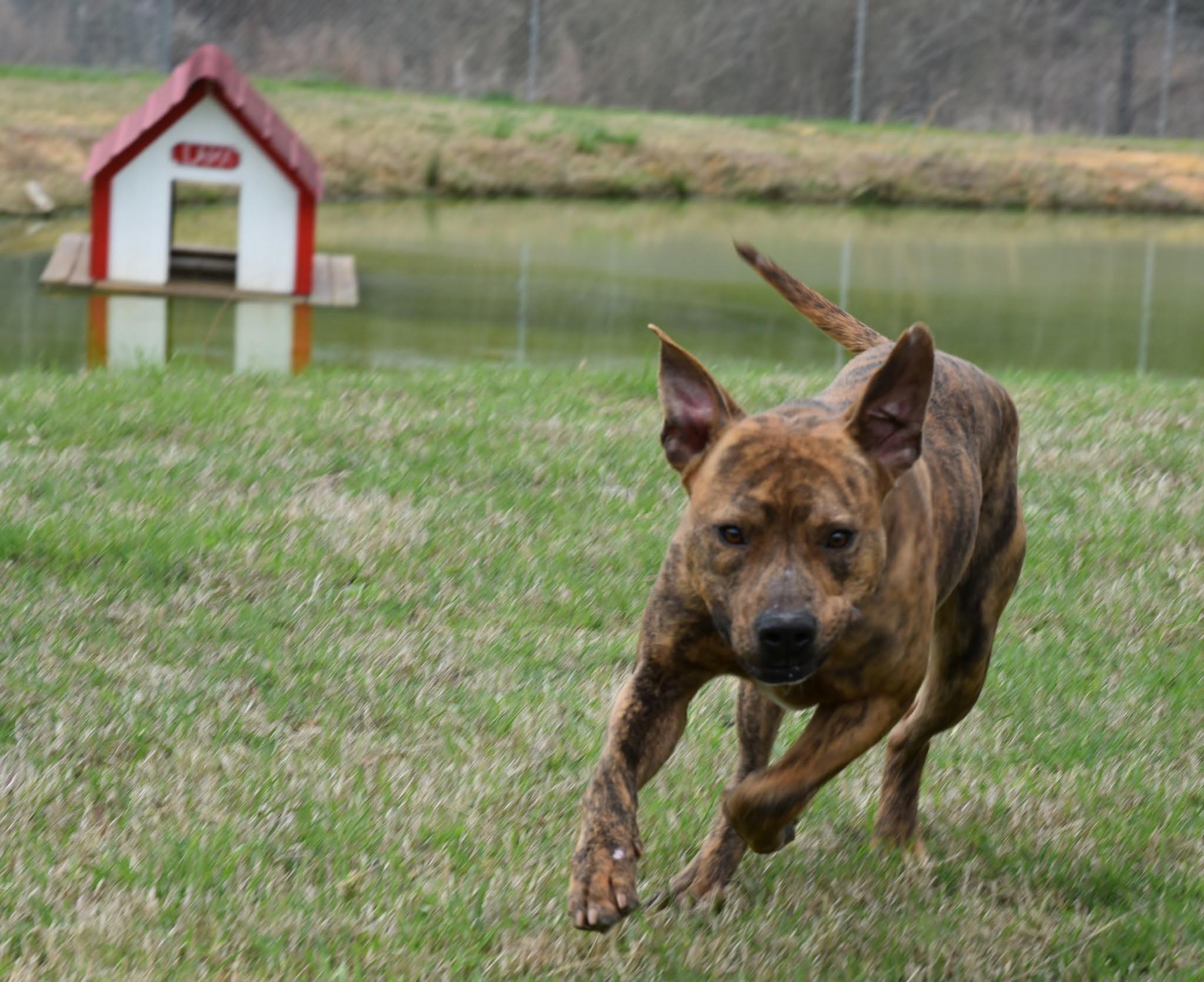 Enlarge Porkchop, a ADOPTABLE mixed breed in Springhill, LA image 1/1