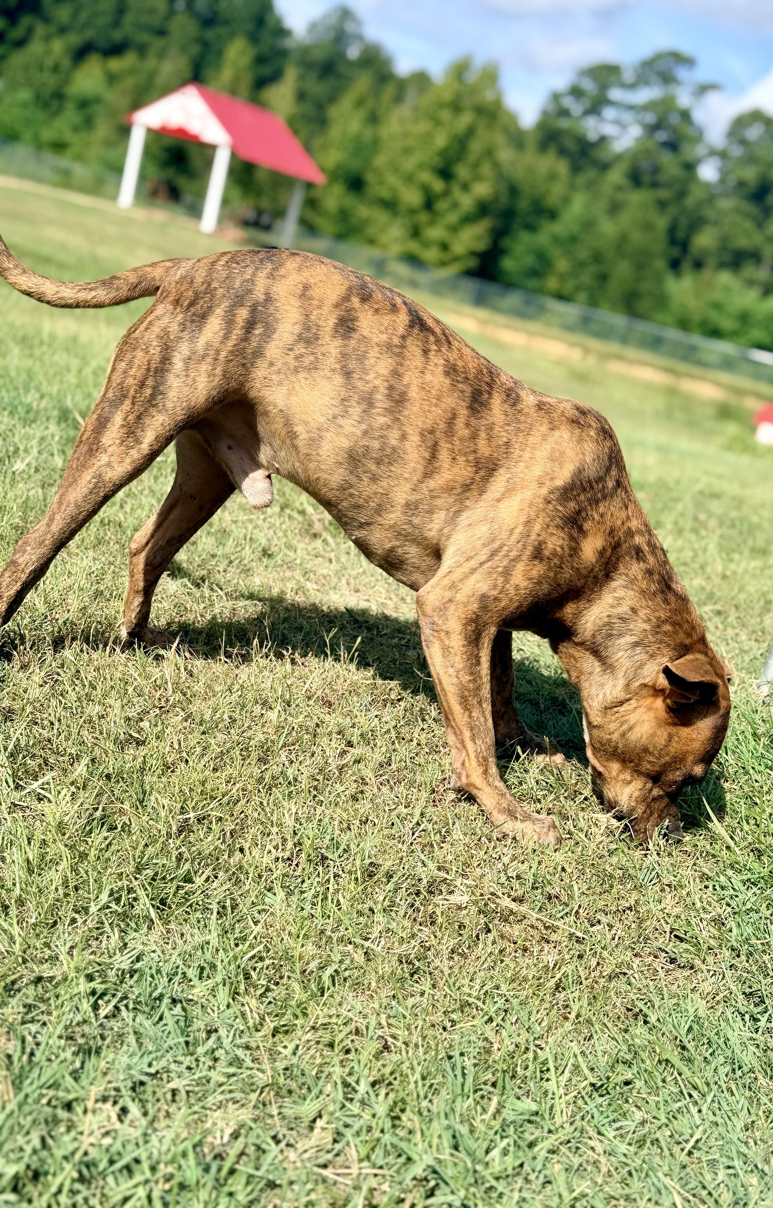 Enlarge Porkchop, a Adoptable mixed breed in Springhill, LA image 6/6