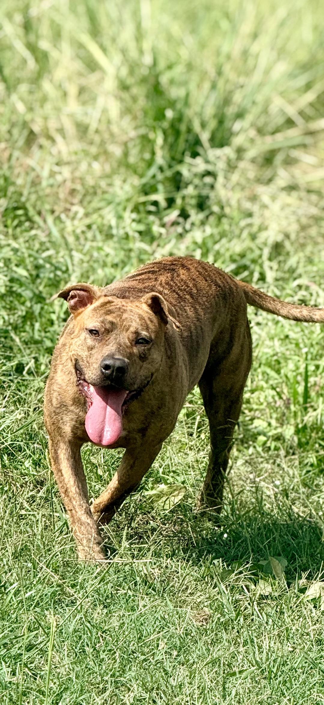 Enlarge Porkchop, a Adoptable mixed breed in Springhill, LA image 1/6