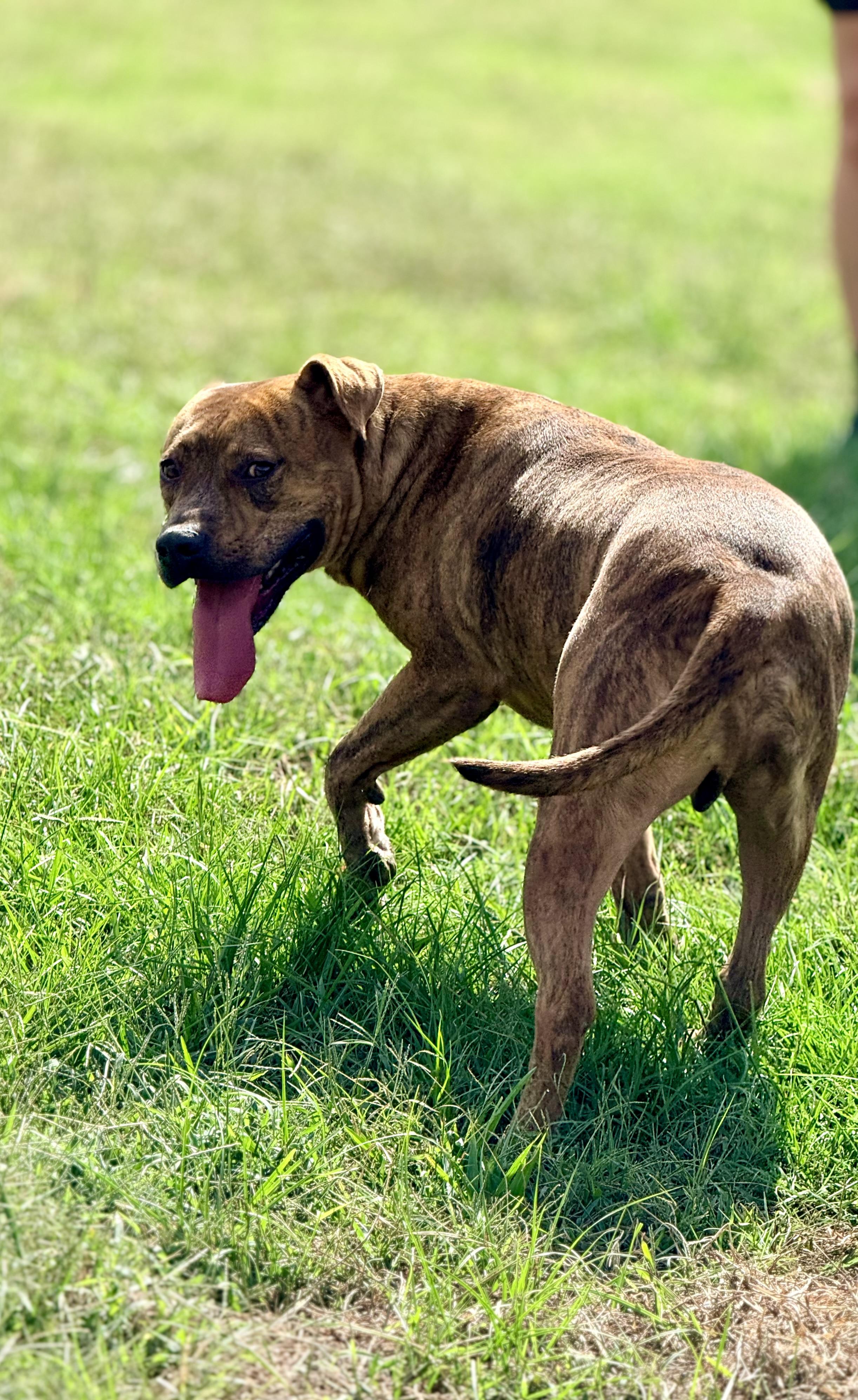 Enlarge Porkchop, a Adoptable mixed breed in Springhill, LA image 5/6