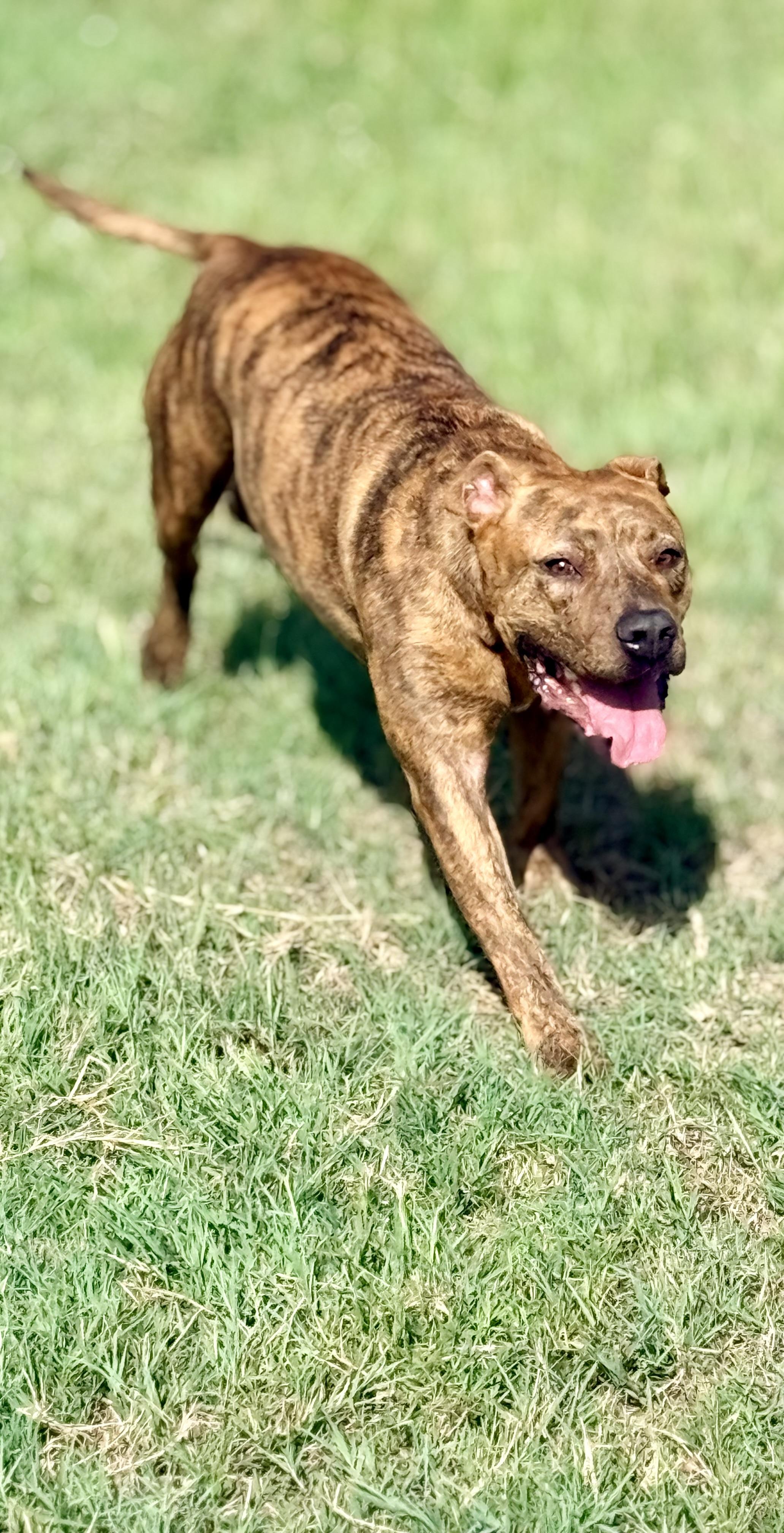 Enlarge Porkchop, a Adoptable mixed breed in Springhill, LA image 3/6