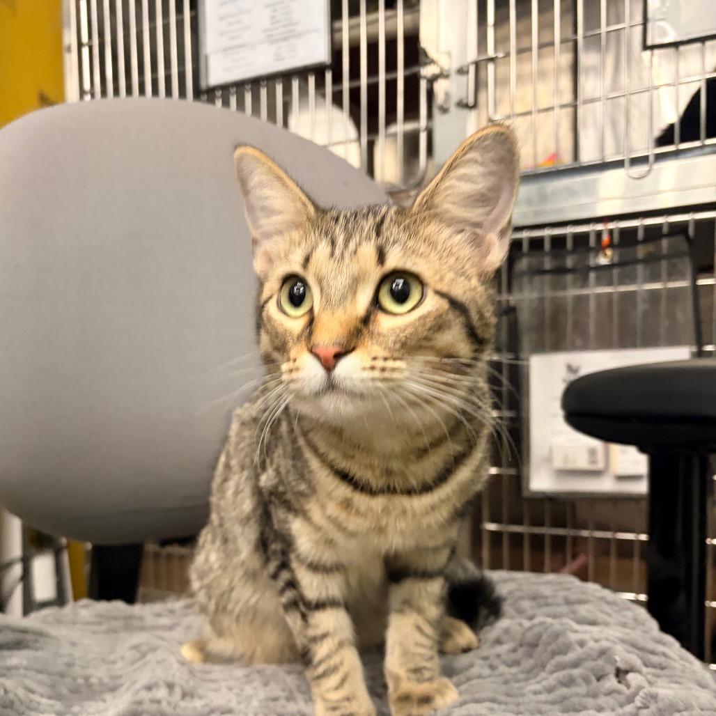 Fletch - Petsmart Belleville, Adoptable, Young Male Domestic Short Hair.