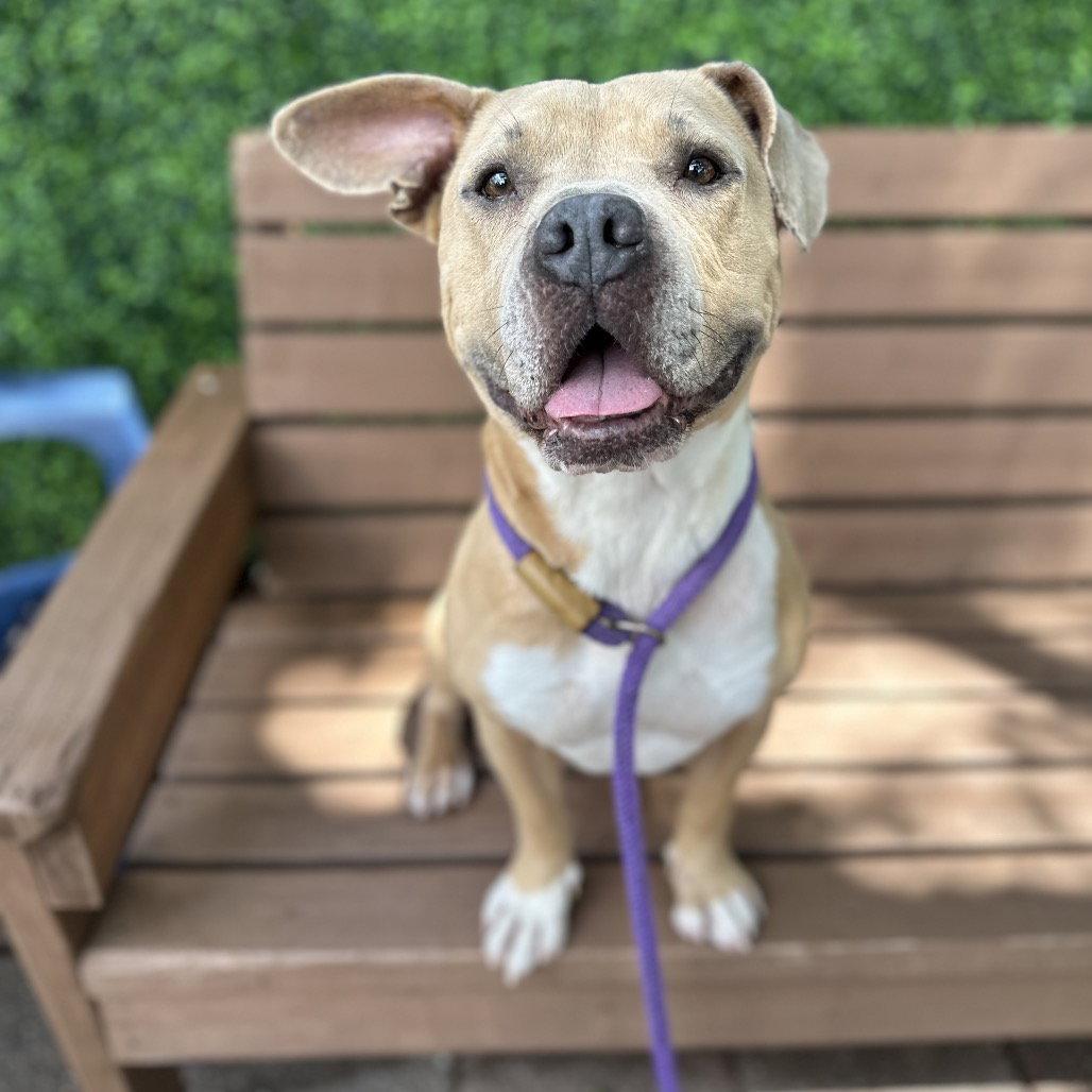 Enlarge Baker, a Adoptable Terrier in Dallas, TX image 2/3