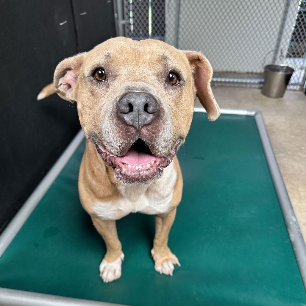 Baker, a Adoptable Terrier in Dallas, TX image 1/3