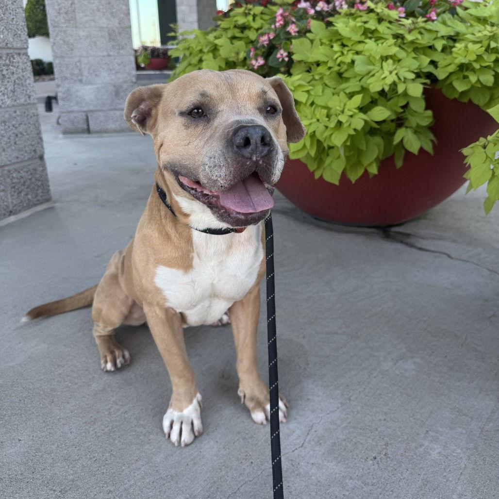 Baker, a Adoptable Terrier in Dallas, TX image 2/3