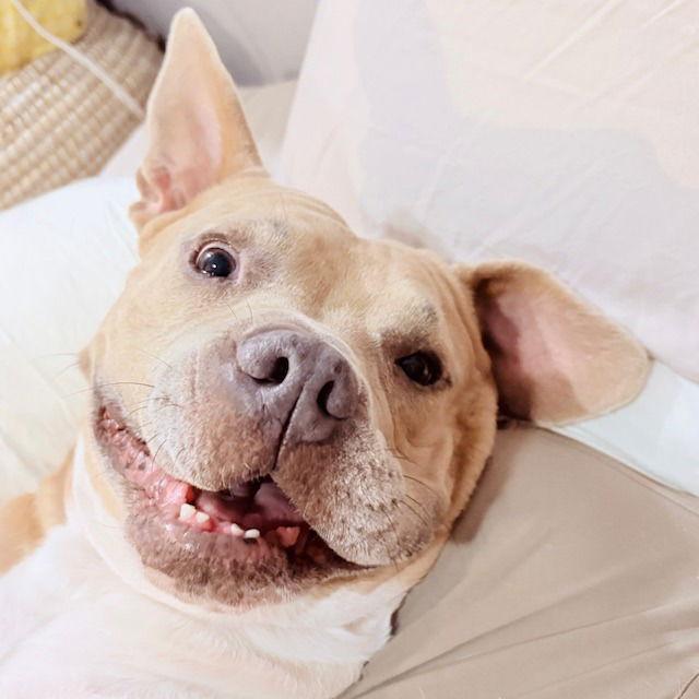 Baker, a Adoptable Terrier in Dallas, TX image 3/3