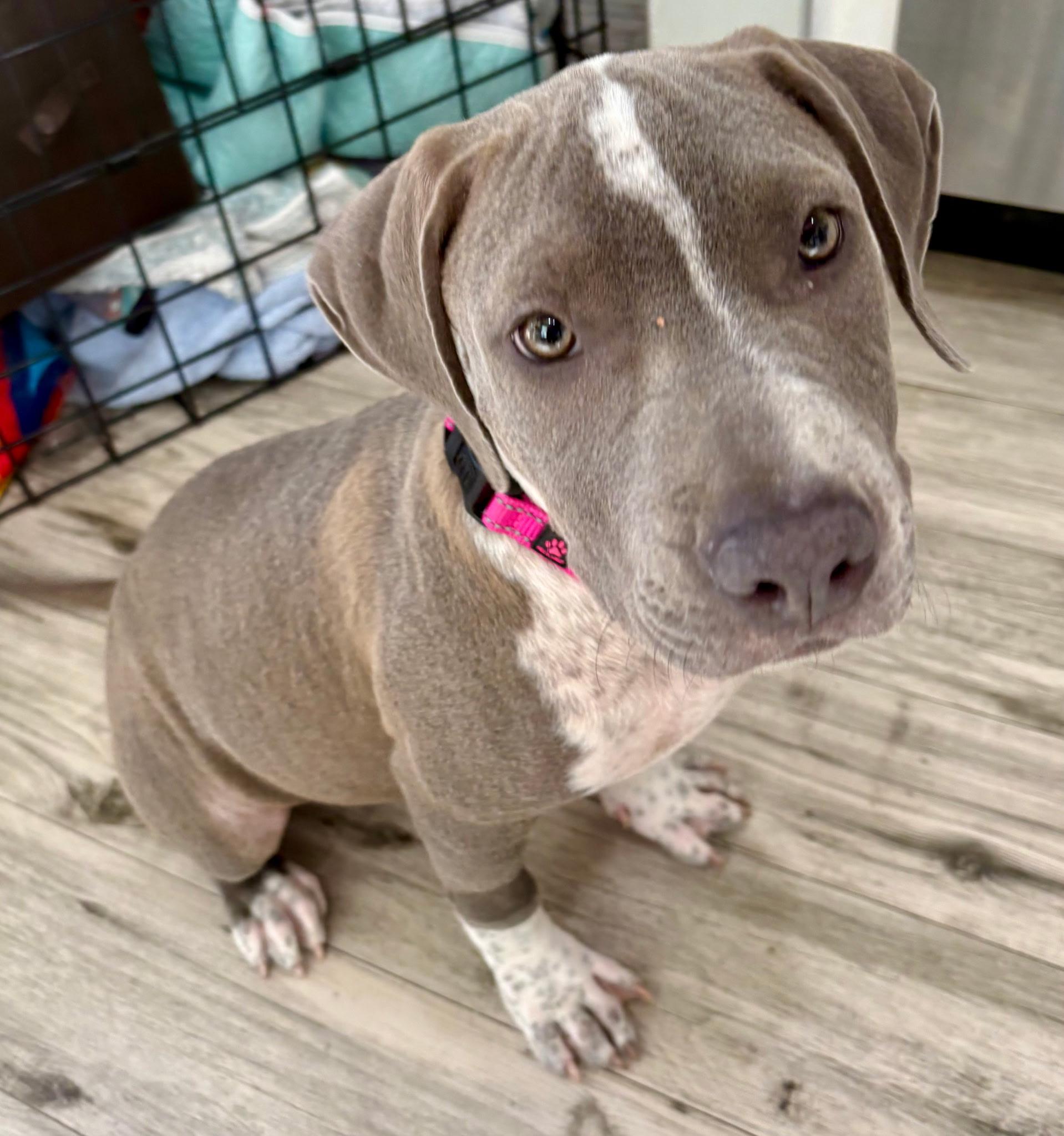 Enlarge Pearl, a Adoptable mixed breed in Lake Worth, FL image 5/6