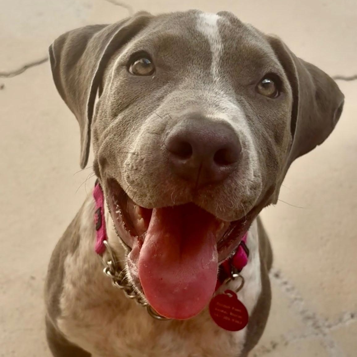 Enlarge Pearl, a Adoptable mixed breed in Lake Worth, FL image 1/6