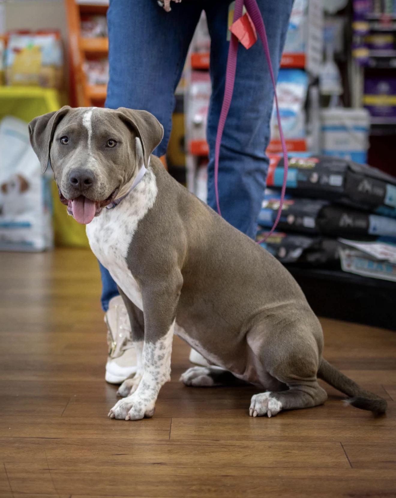 Enlarge Pearl, a Adoptable mixed breed in Lake Worth, FL image 3/5