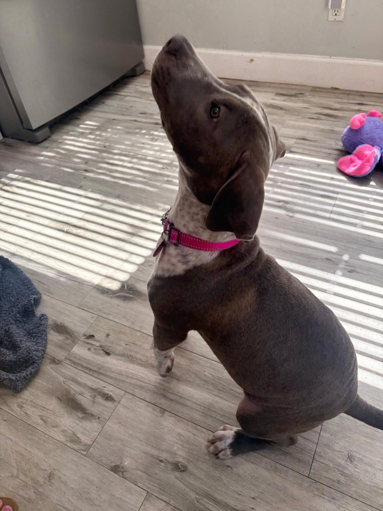 Enlarge Pearl, a Adoptable mixed breed in Lake Worth, FL image 6/6