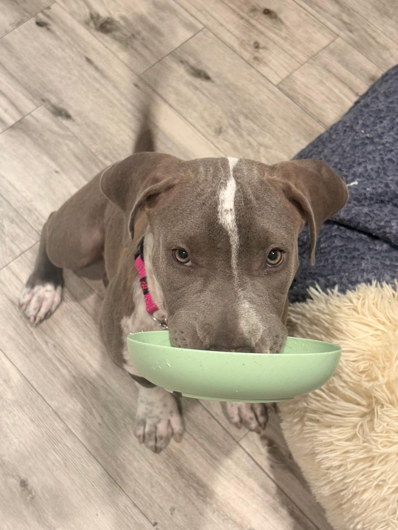Enlarge Pearl, a Adoptable mixed breed in Lake Worth, FL image 3/6