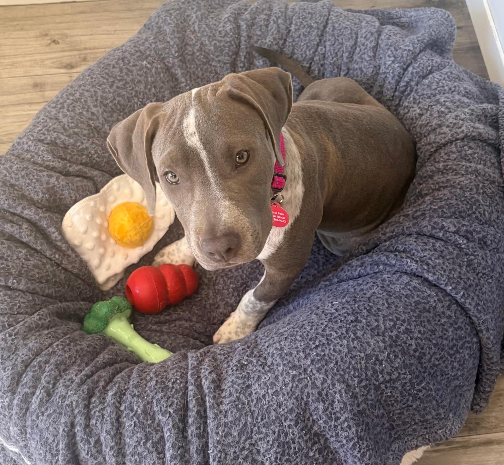 Enlarge Pearl, a Adoptable mixed breed in Lake Worth, FL image 2/6
