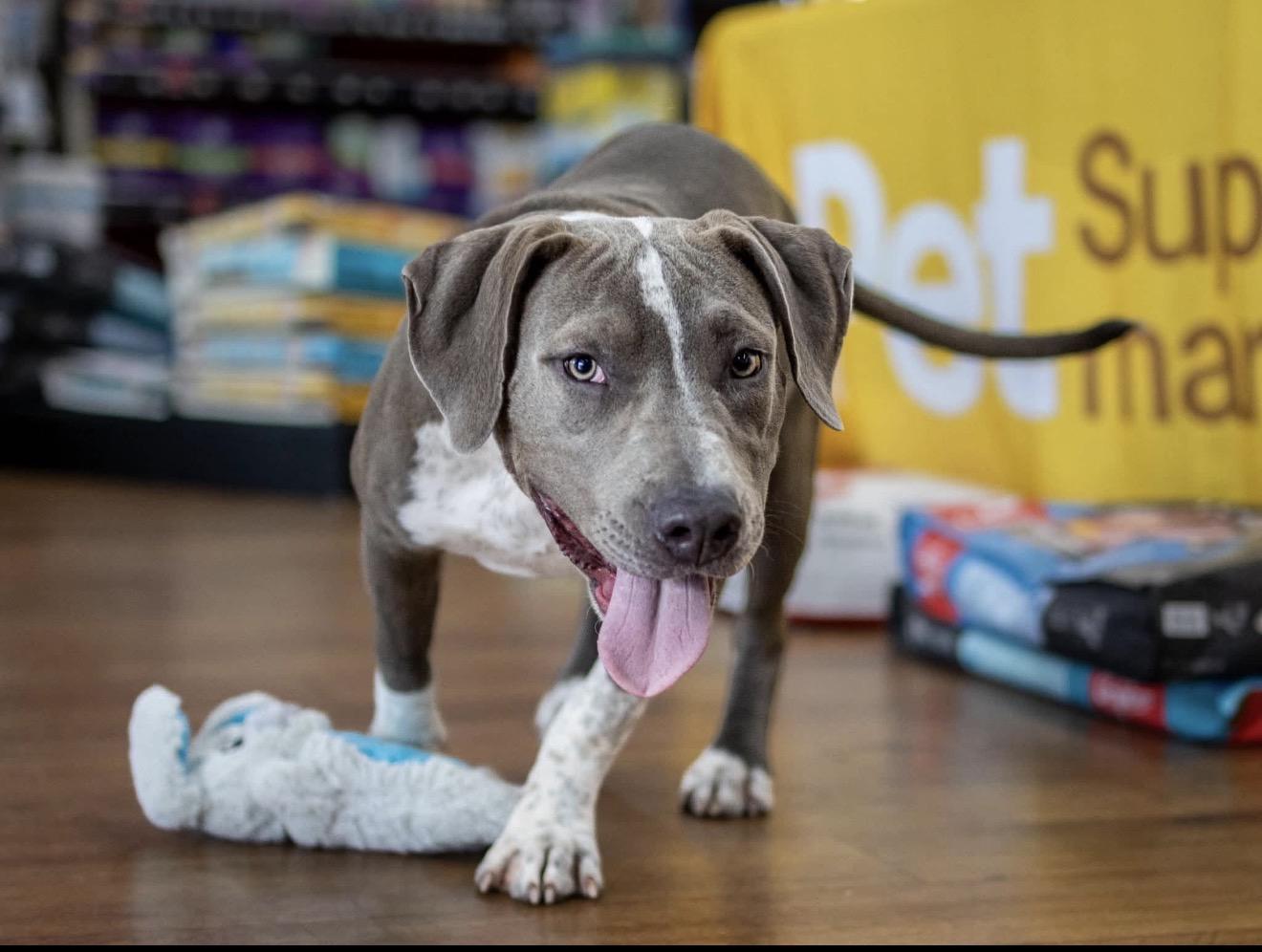 Enlarge Pearl, a Adoptable mixed breed in Lake Worth, FL image 2/5