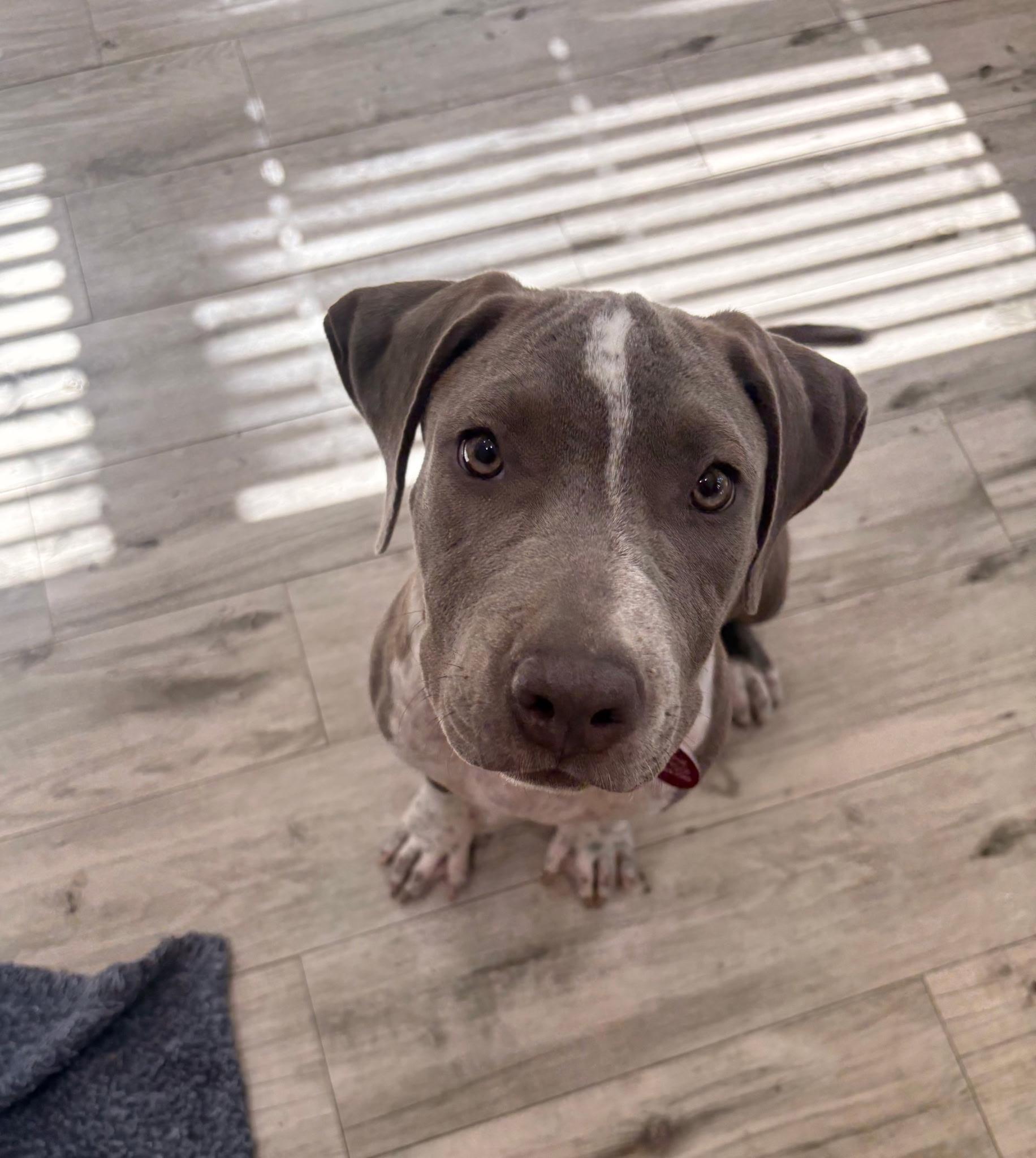 Enlarge Pearl, a Adoptable mixed breed in Lake Worth, FL image 4/6