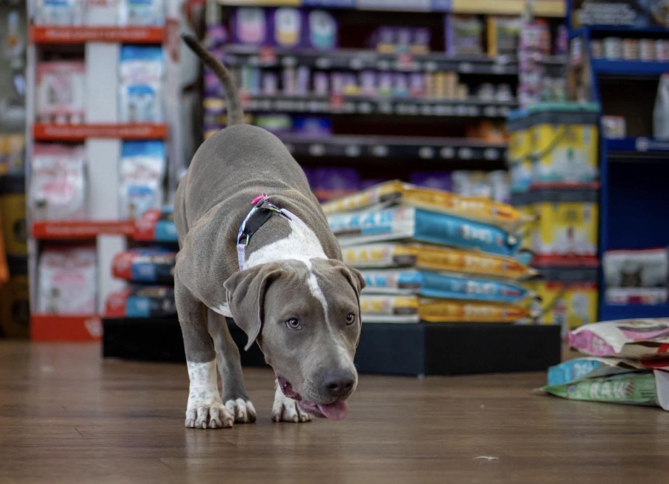 Enlarge Pearl, a Adoptable mixed breed in Lake Worth, FL image 4/5