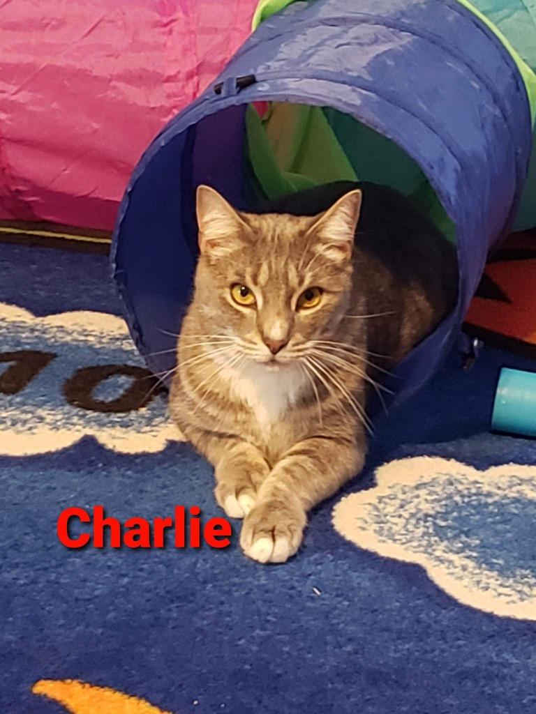 Charlie, Adoptable, Adult Male Domestic Short Hair.