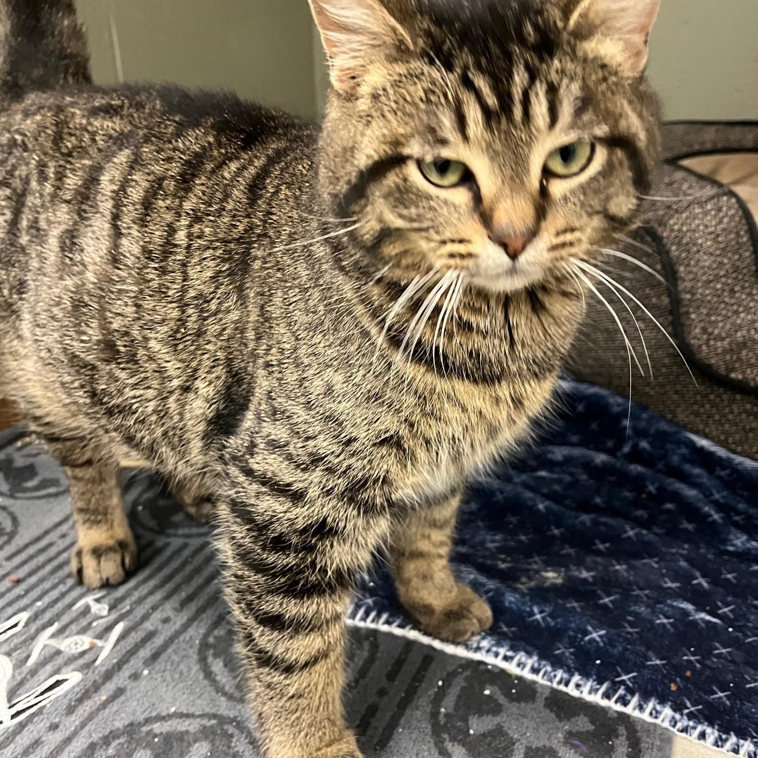 Enlarge Fiyero, an adopted Domestic Medium Hair in St Thomas, ON image 2/5