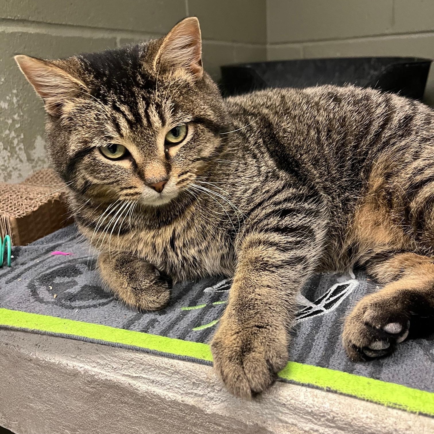 Enlarge Fiyero, an adopted Domestic Medium Hair in St Thomas, ON image 5/5