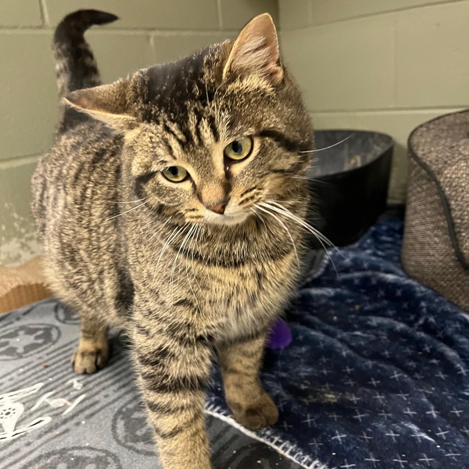 Enlarge Fiyero, an adopted Domestic Medium Hair in St Thomas, ON image 4/5