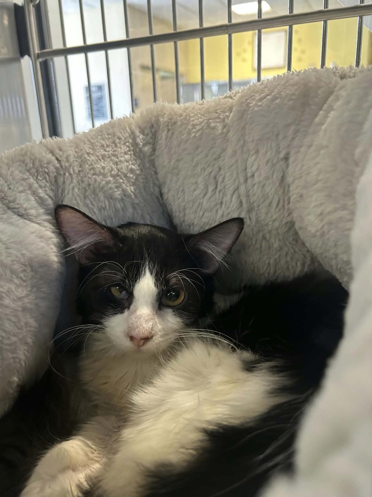 William, Adoptable, Adult Male Domestic Medium Hair.