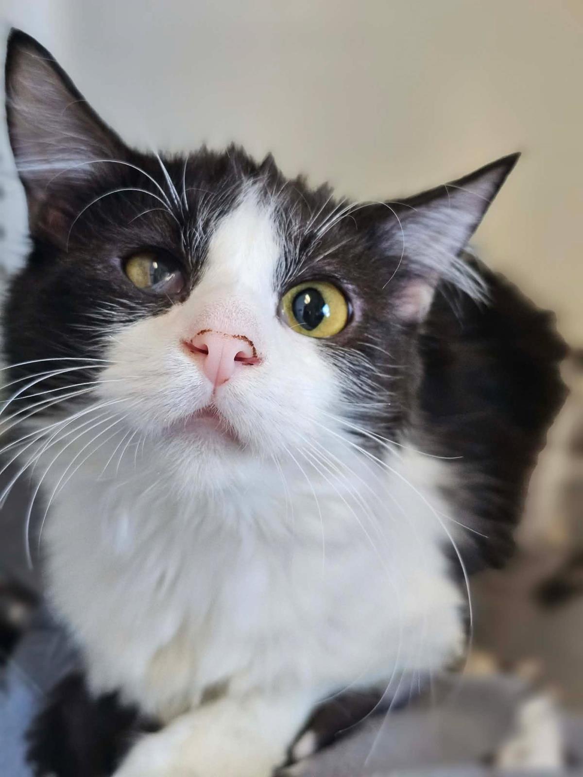 Enlarge William, a Adoptable Domestic Medium Hair in Rockwall, TX image 2/3