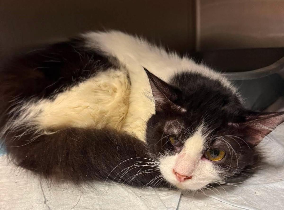 Enlarge William, a Adoptable Domestic Medium Hair in Rockwall, TX image 3/3