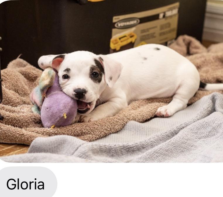 Gloria, Adoptable, Puppy Female Chihuahua.