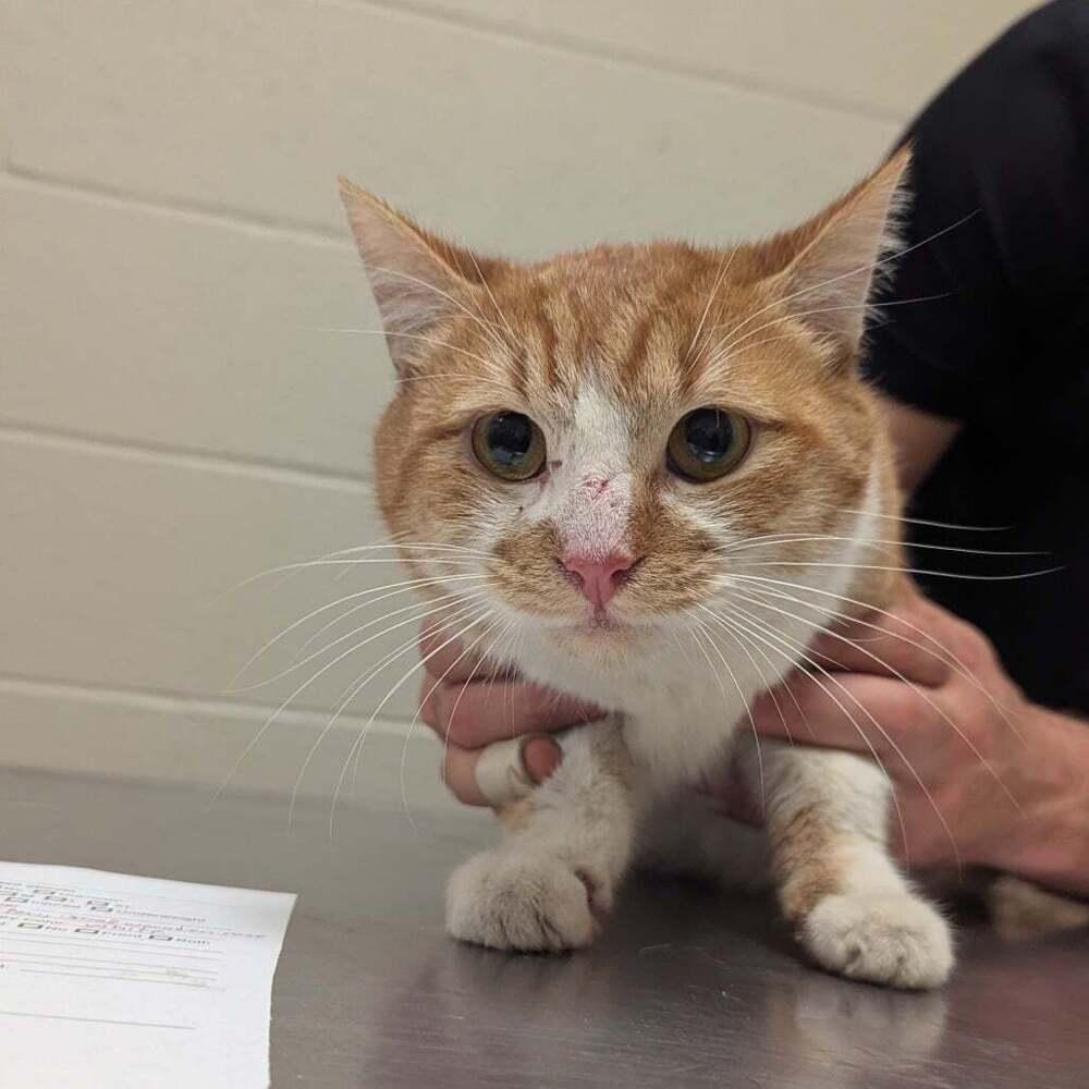 Emperor Kusco, Adoptable, Young Male Domestic Short Hair.