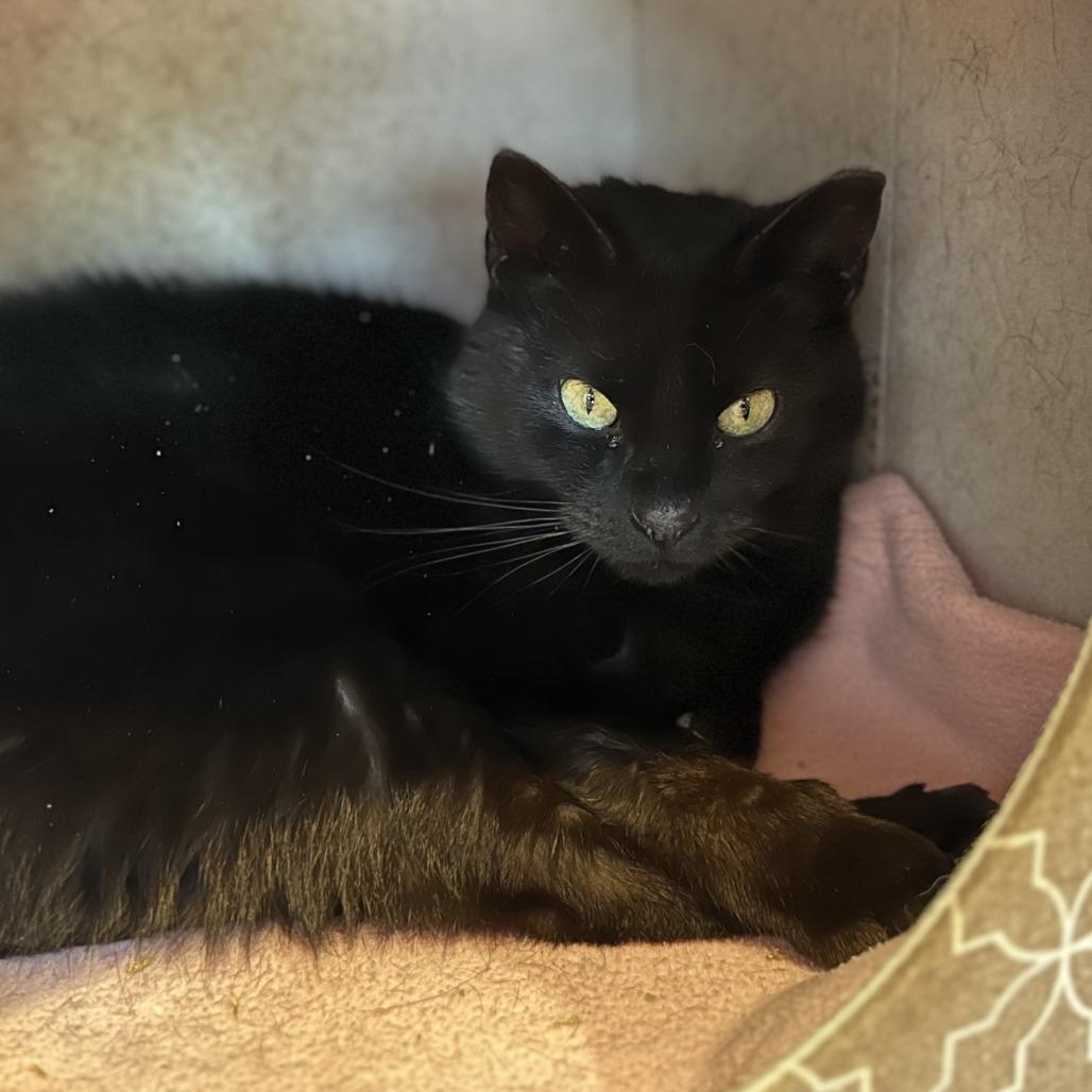 Enlarge Blackberry, a Adoptable Domestic Short Hair in Washington Township, OH image 1/6