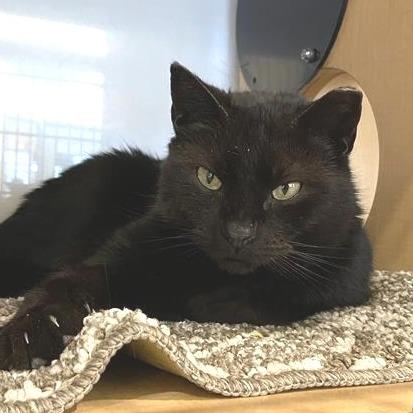 Enlarge Blackberry, a Adoptable Domestic Short Hair in Washington Township, OH image 2/6