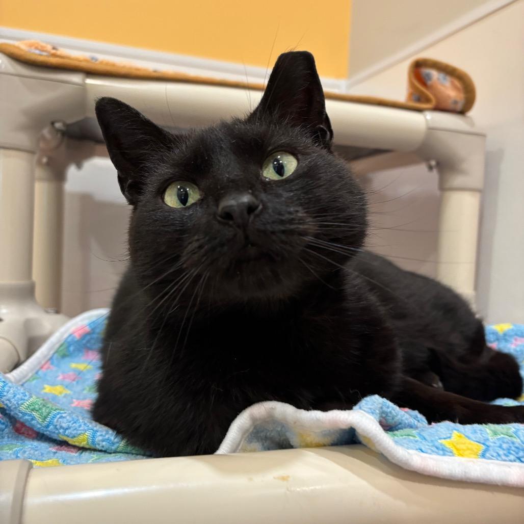 Enlarge Blackberry, a Adoptable Domestic Short Hair in Washington Township, OH image 3/6