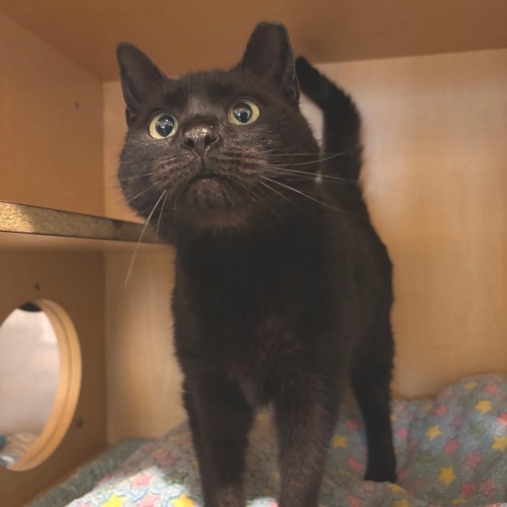 Enlarge Blackberry, a Adoptable Domestic Short Hair in Washington Township, OH image 3/6