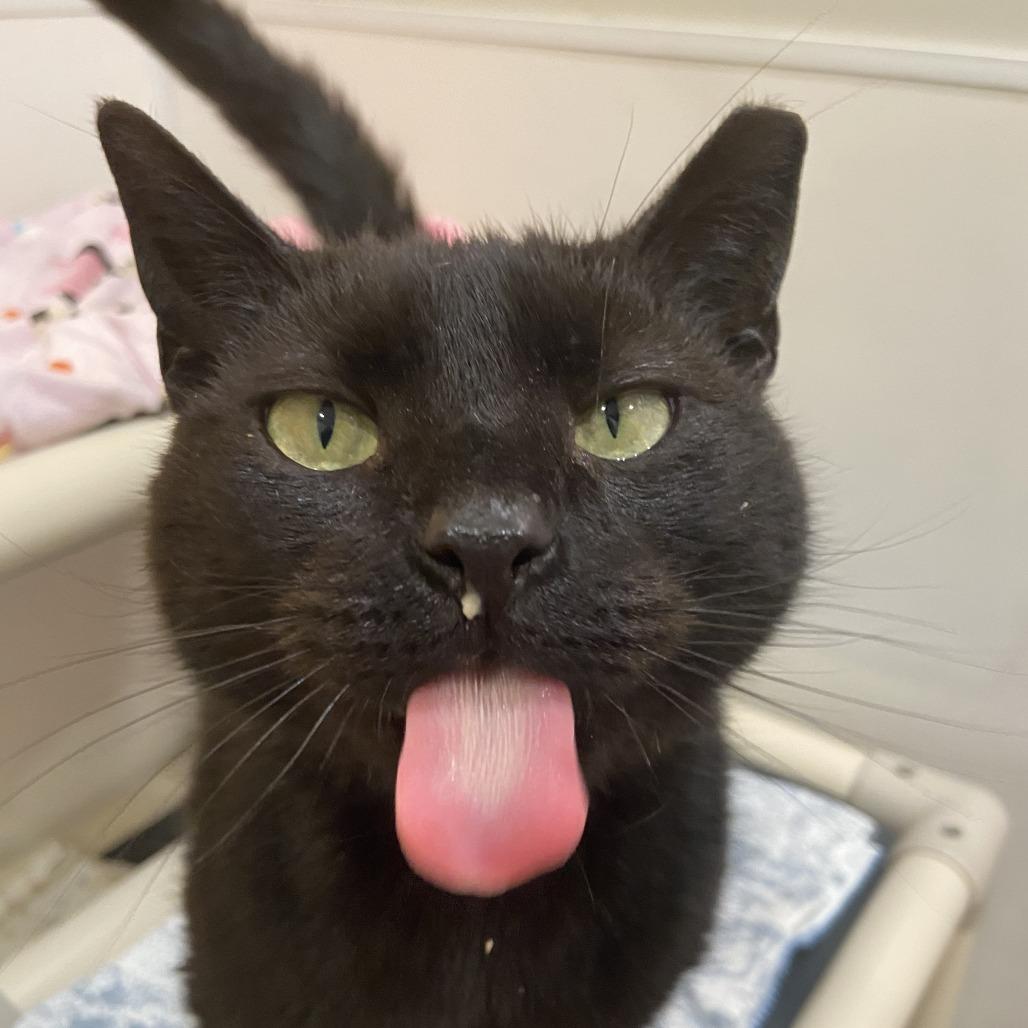 Enlarge Blackberry, a Adoptable Domestic Short Hair in Washington Township, OH image 4/6