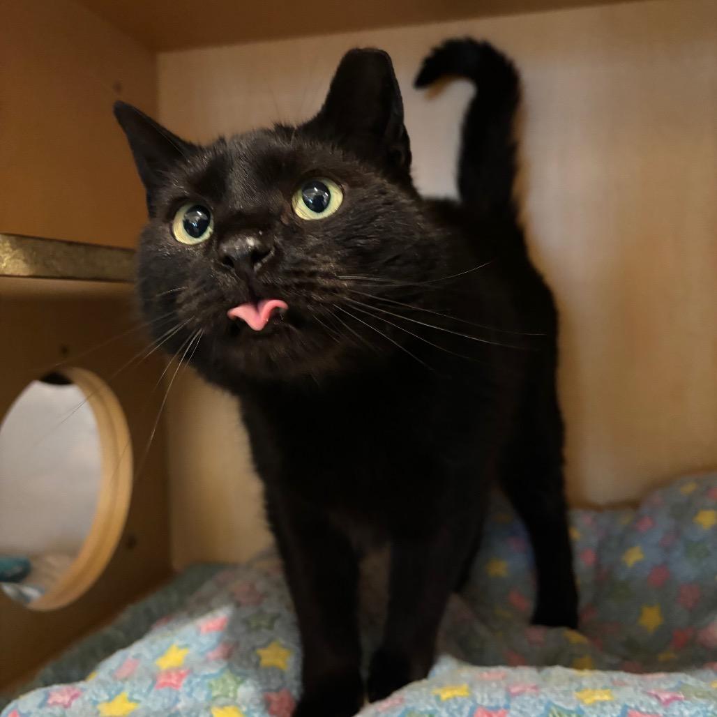 Enlarge Blackberry, a Adoptable Domestic Short Hair in Washington Township, OH image 5/6