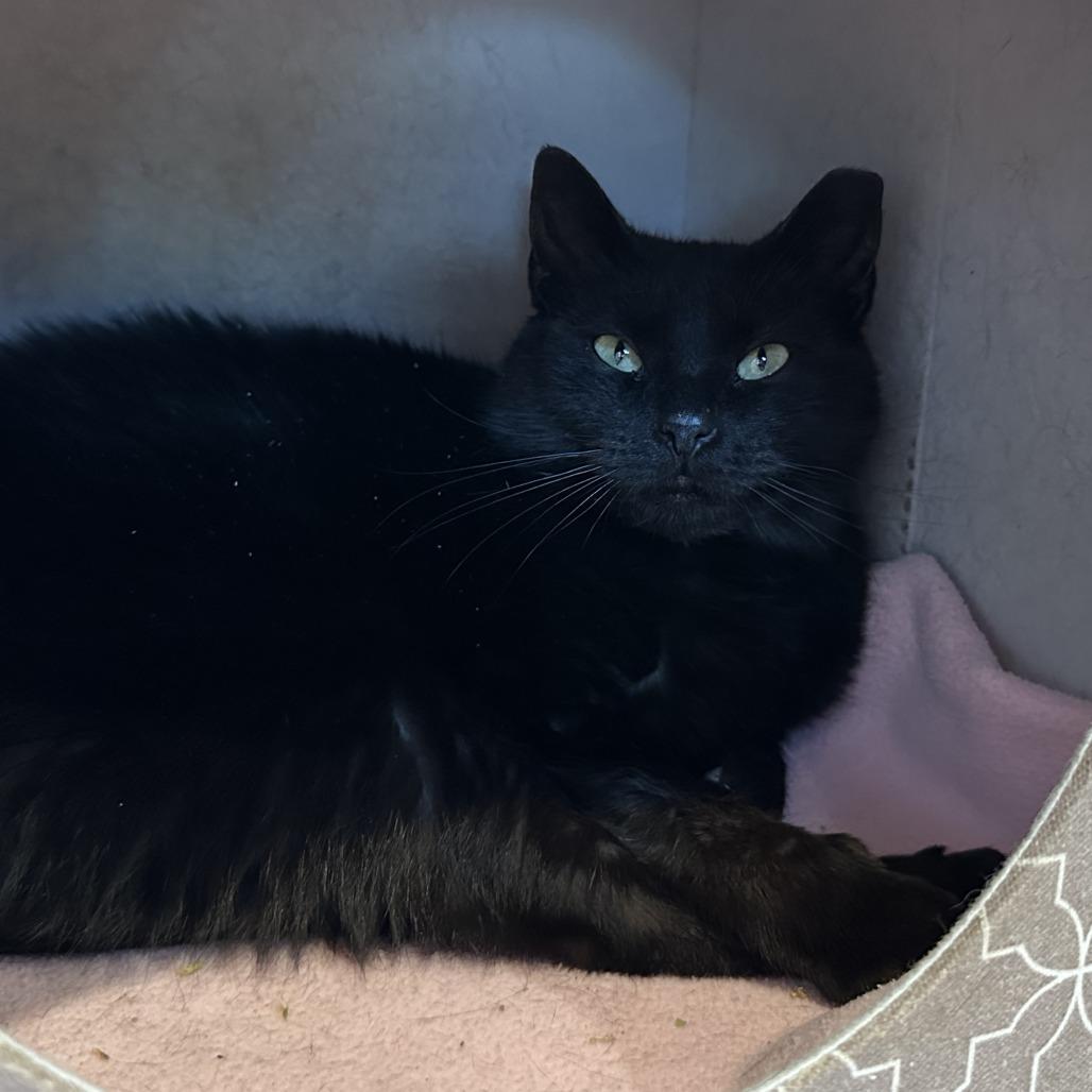 Enlarge Blackberry, a Adoptable Domestic Short Hair in Washington Township, OH image 6/6