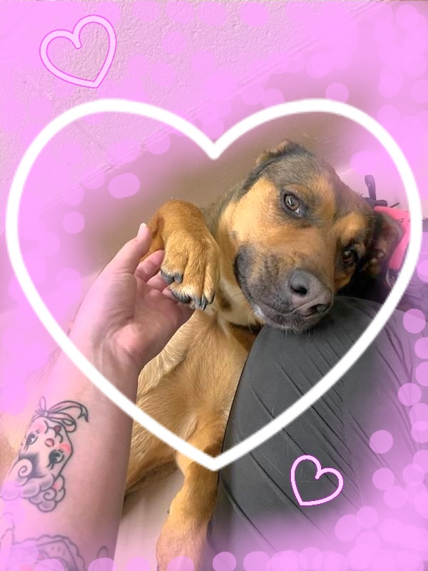 Amazing Gracie, Young Female German Shepherd Dog