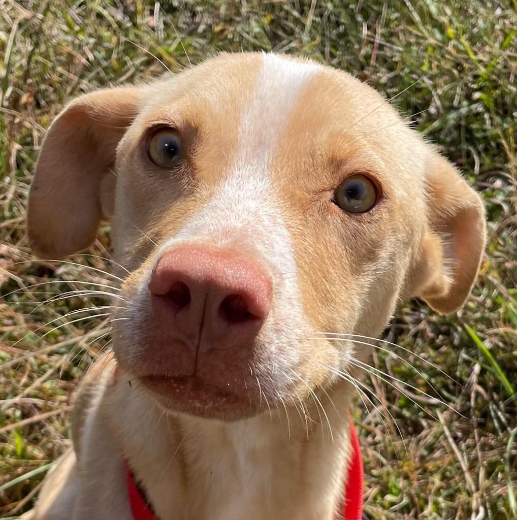 Enlarge Charlotte, a Adoptable Mixed Breed in Henderson, NC image 1/1
